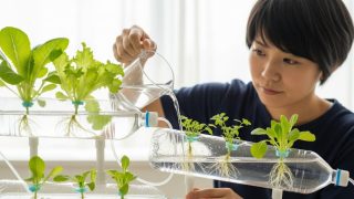 水耕栽培サニーレタス、基本からトラブル対策まで徹底解説！ 