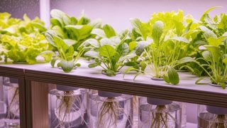 水耕栽培のすべて：初心者でも失敗しない始め方から育て方、種類まで徹底解説 
