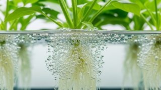 水耕栽培における水温管理の重要性と対策 